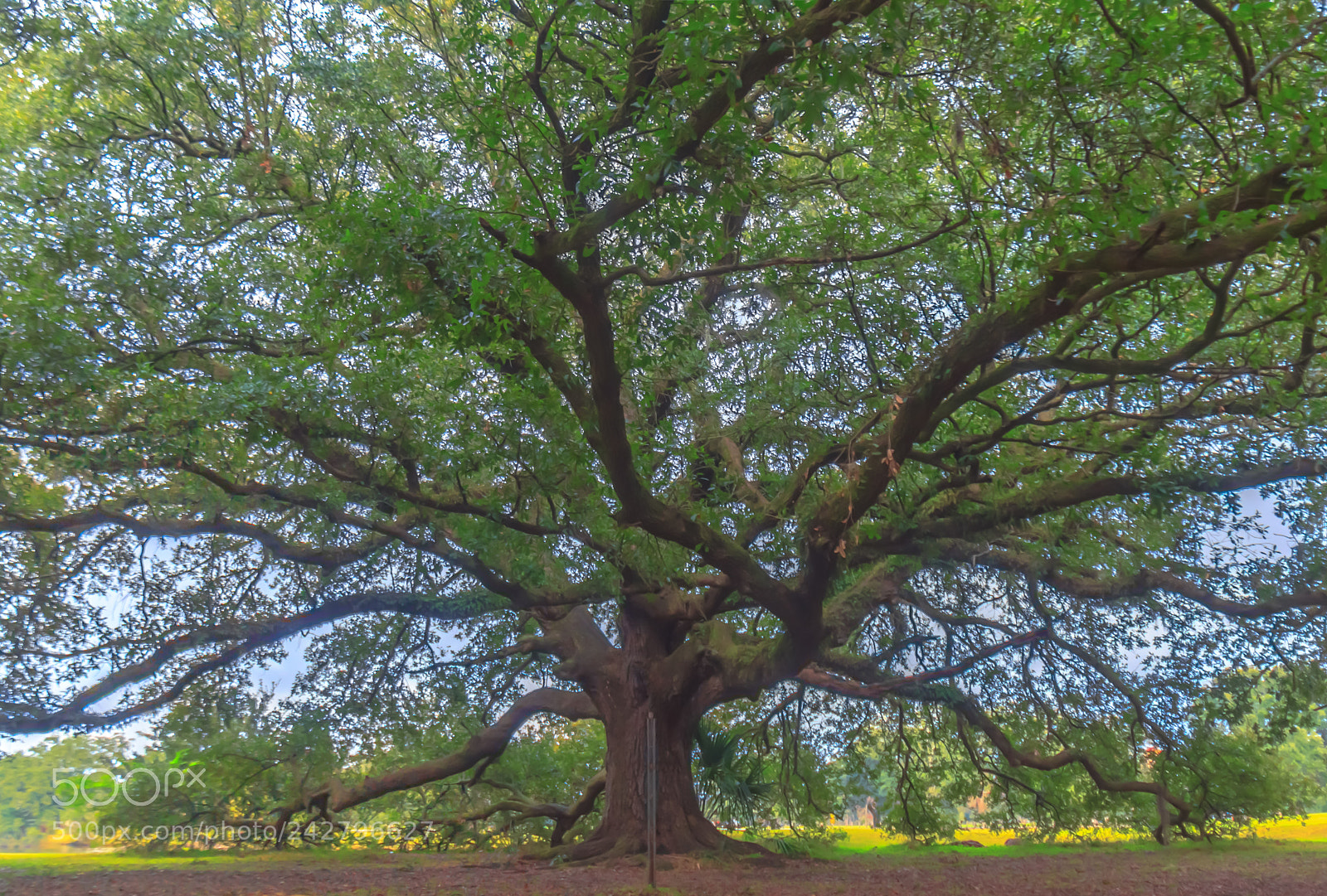 Canon EOS 60D sample photo. Big-ass old tree #3 hdr photography