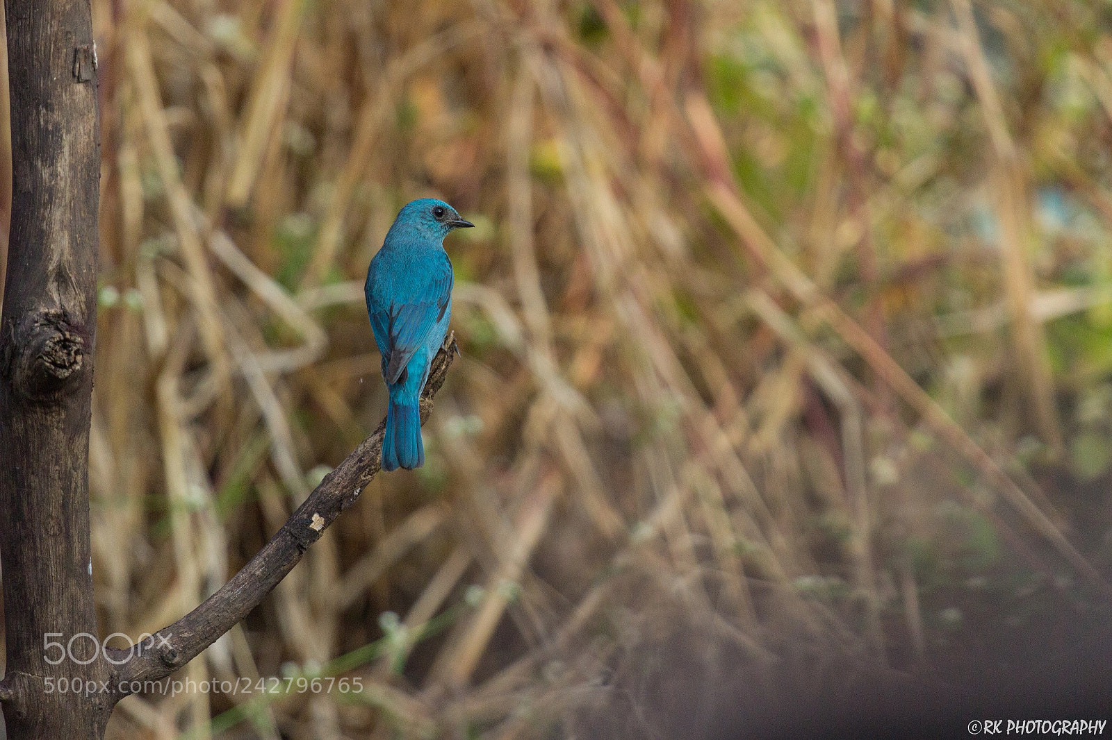 Canon EOS 600D (Rebel EOS T3i / EOS Kiss X5) sample photo. Verditer flycatcher photography