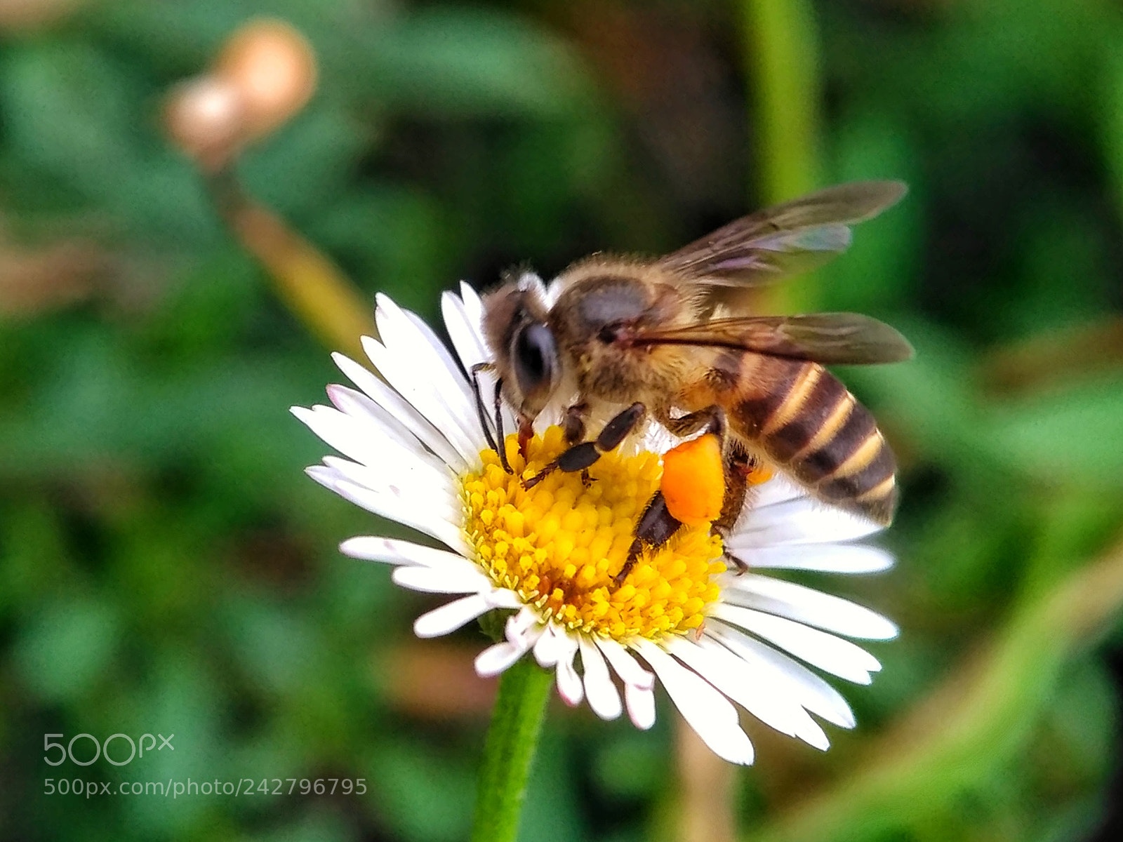 Xiaomi Redmi 3S sample photo. Bee photography