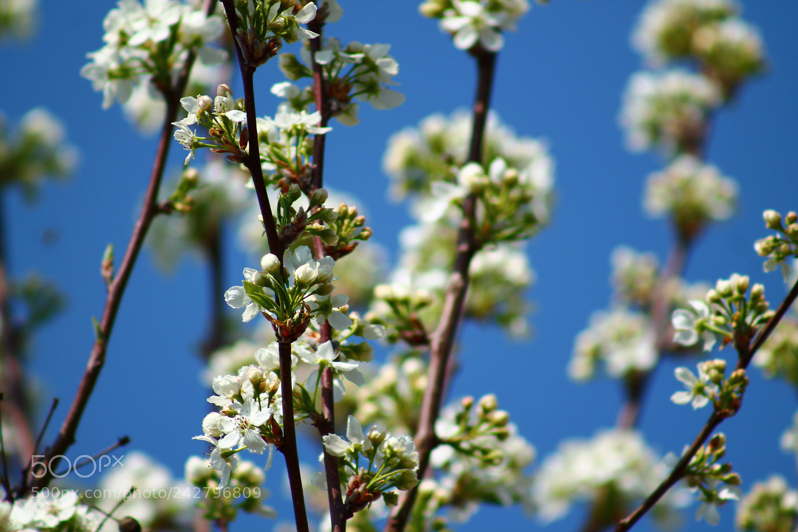 Canon EOS 1100D (EOS Rebel T3 / EOS Kiss X50) sample photo. White blossoms photography