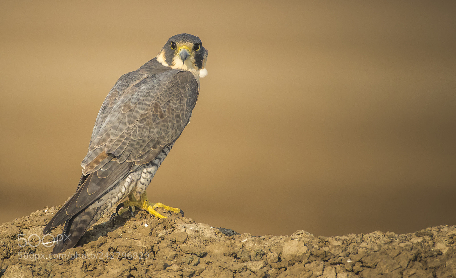 Nikon D500 sample photo. Peregrine falcon photography