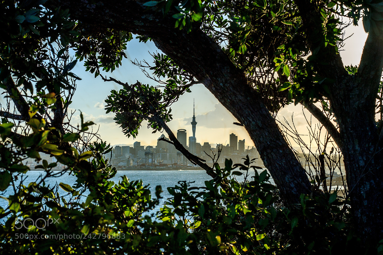 Canon EOS 1100D (EOS Rebel T3 / EOS Kiss X50) sample photo. Auckland city through trees photography