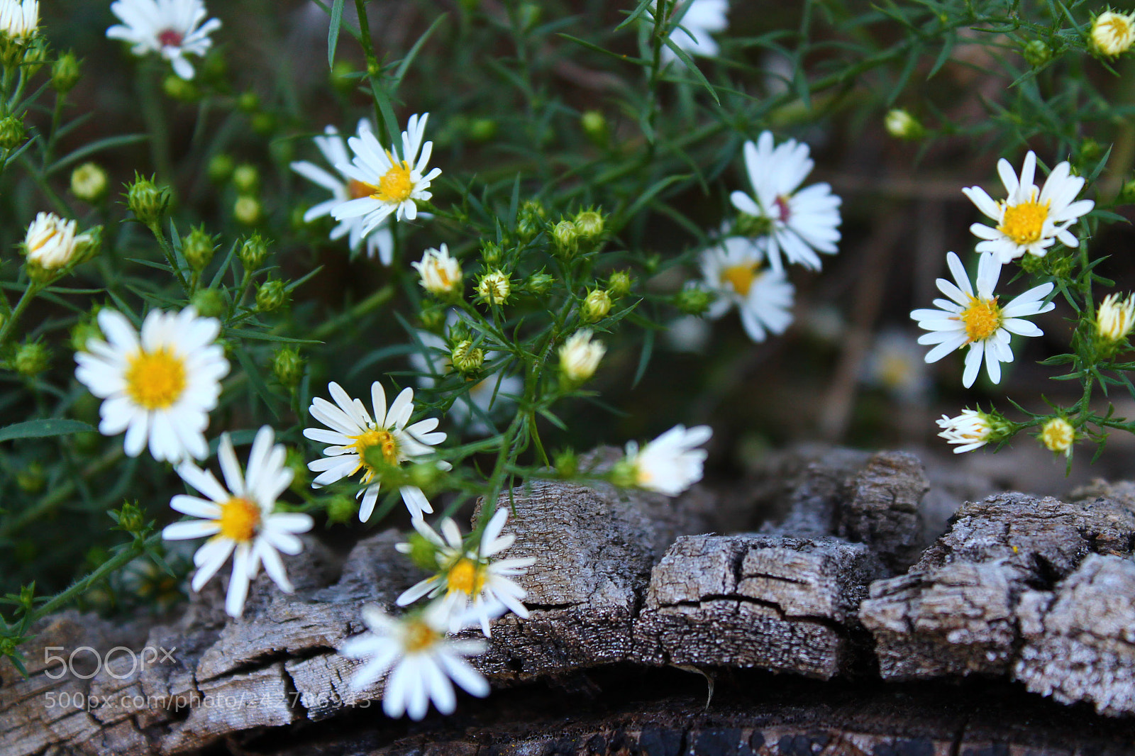 Canon EOS 1100D (EOS Rebel T3 / EOS Kiss X50) sample photo. Flowers and wood photography