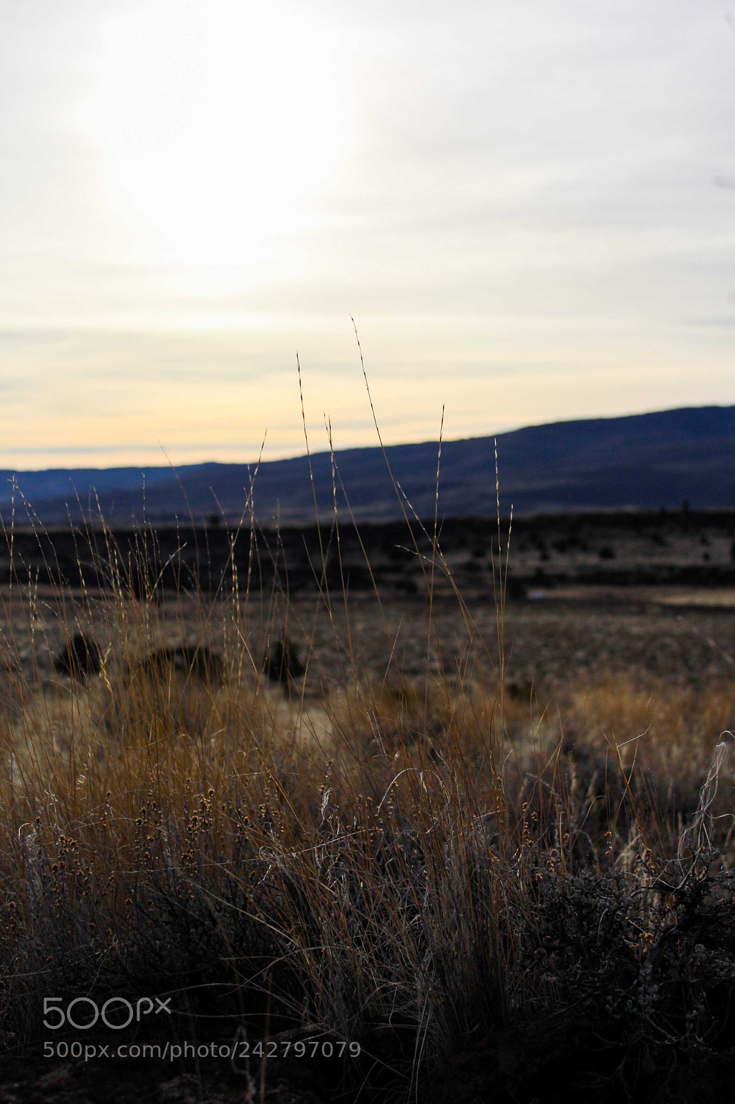 Canon EOS 1200D (EOS Rebel T5 / EOS Kiss X70 / EOS Hi) sample photo. California grasslands photography