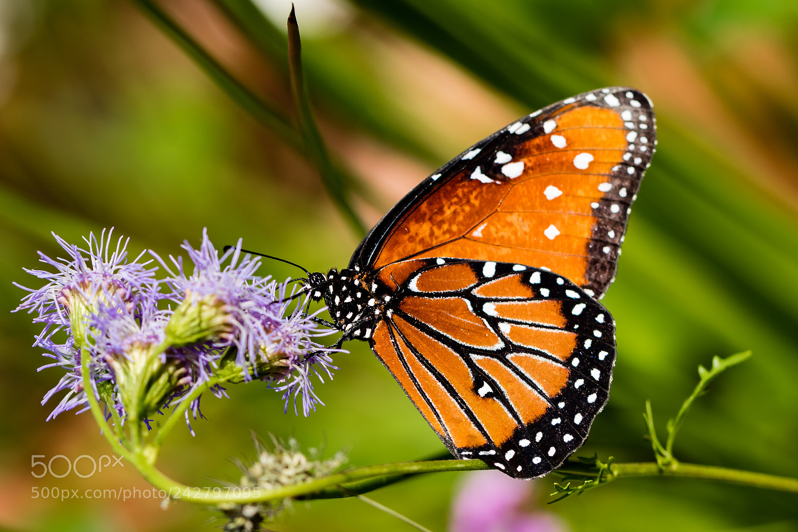 Canon EOS 7D Mark II sample photo. Queen iii photography