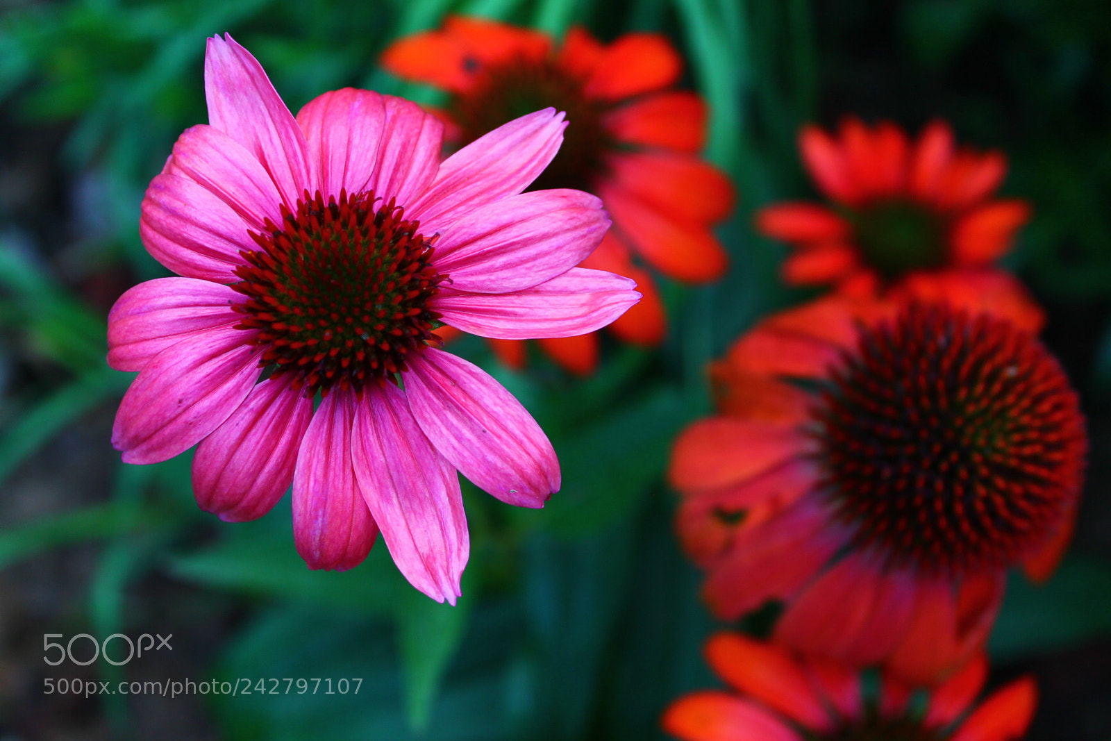 Canon EOS 1100D (EOS Rebel T3 / EOS Kiss X50) sample photo. Pink and red photography