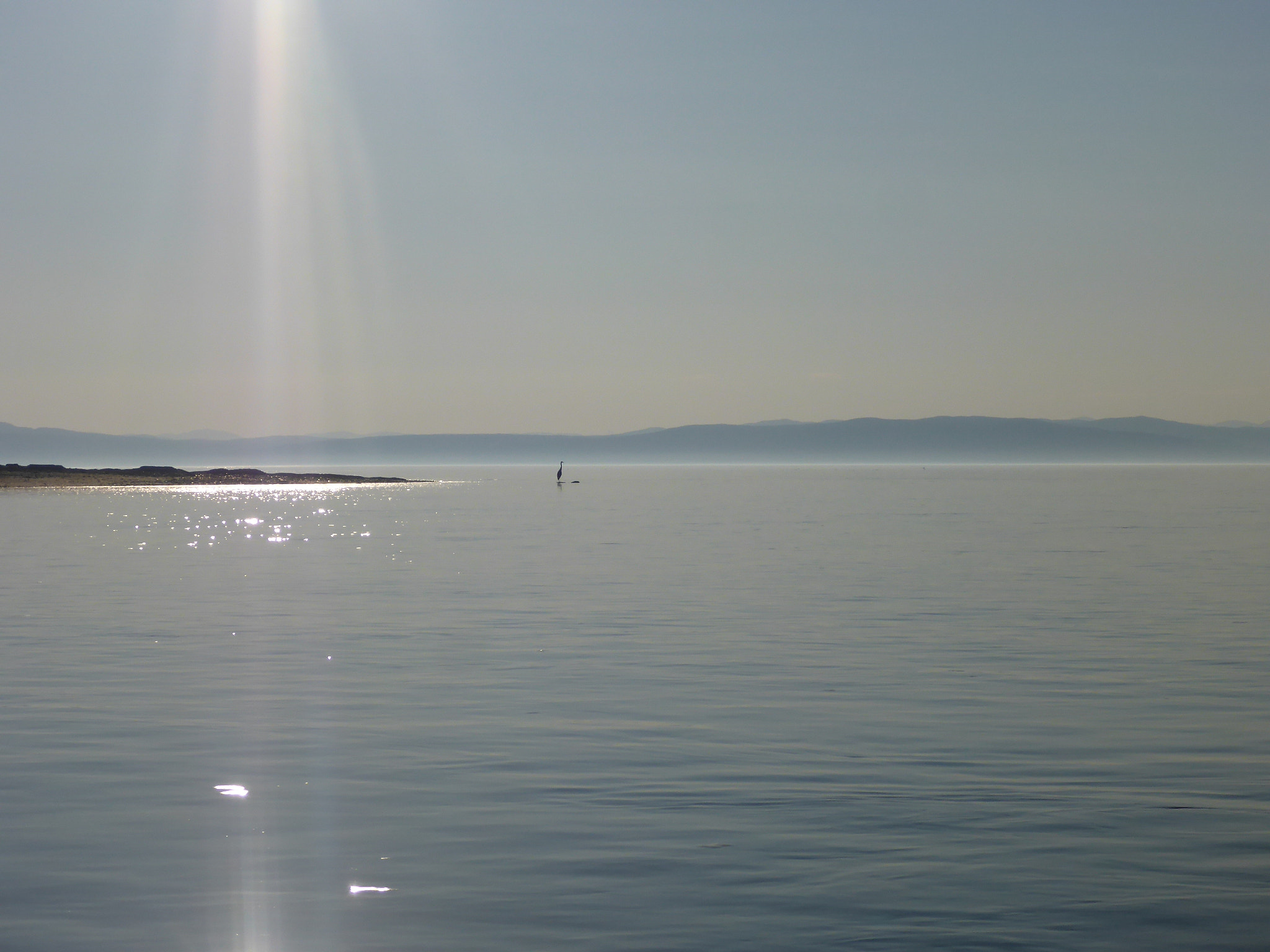 Panasonic Lumix DMC-TS5 (Lumix DMC-FT5) sample photo. Heron on shore photography