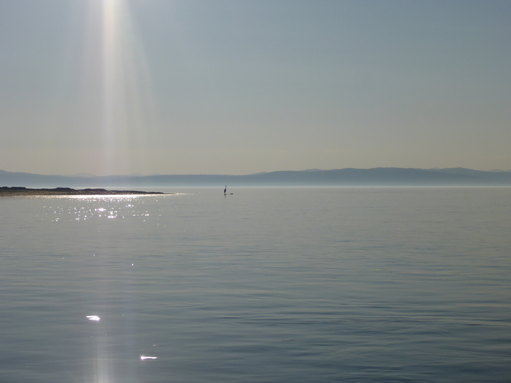 Panasonic Lumix DMC-TS5 (Lumix DMC-FT5) sample photo. Heron on shore photography