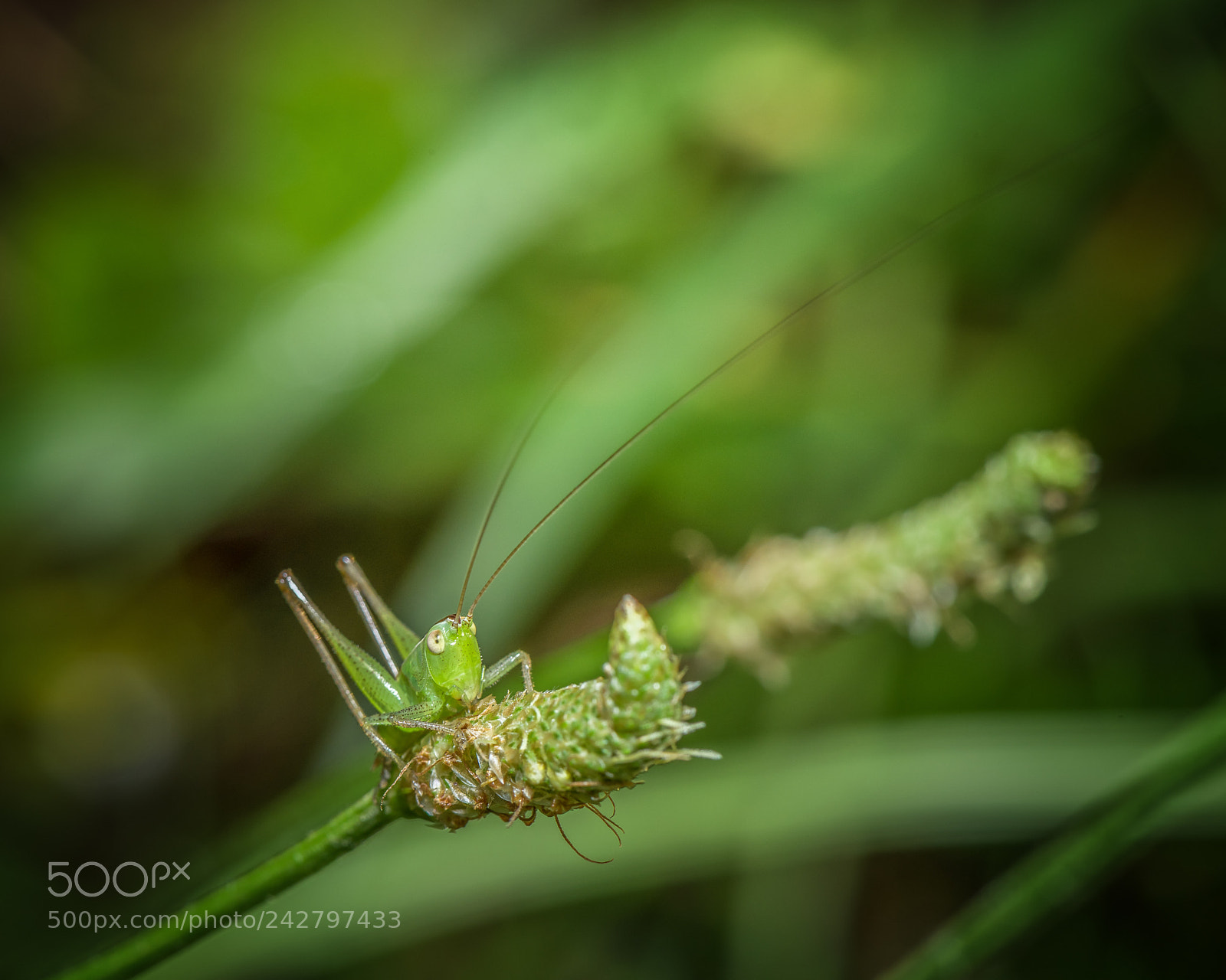 Nikon D810 sample photo. Grasshopper photography