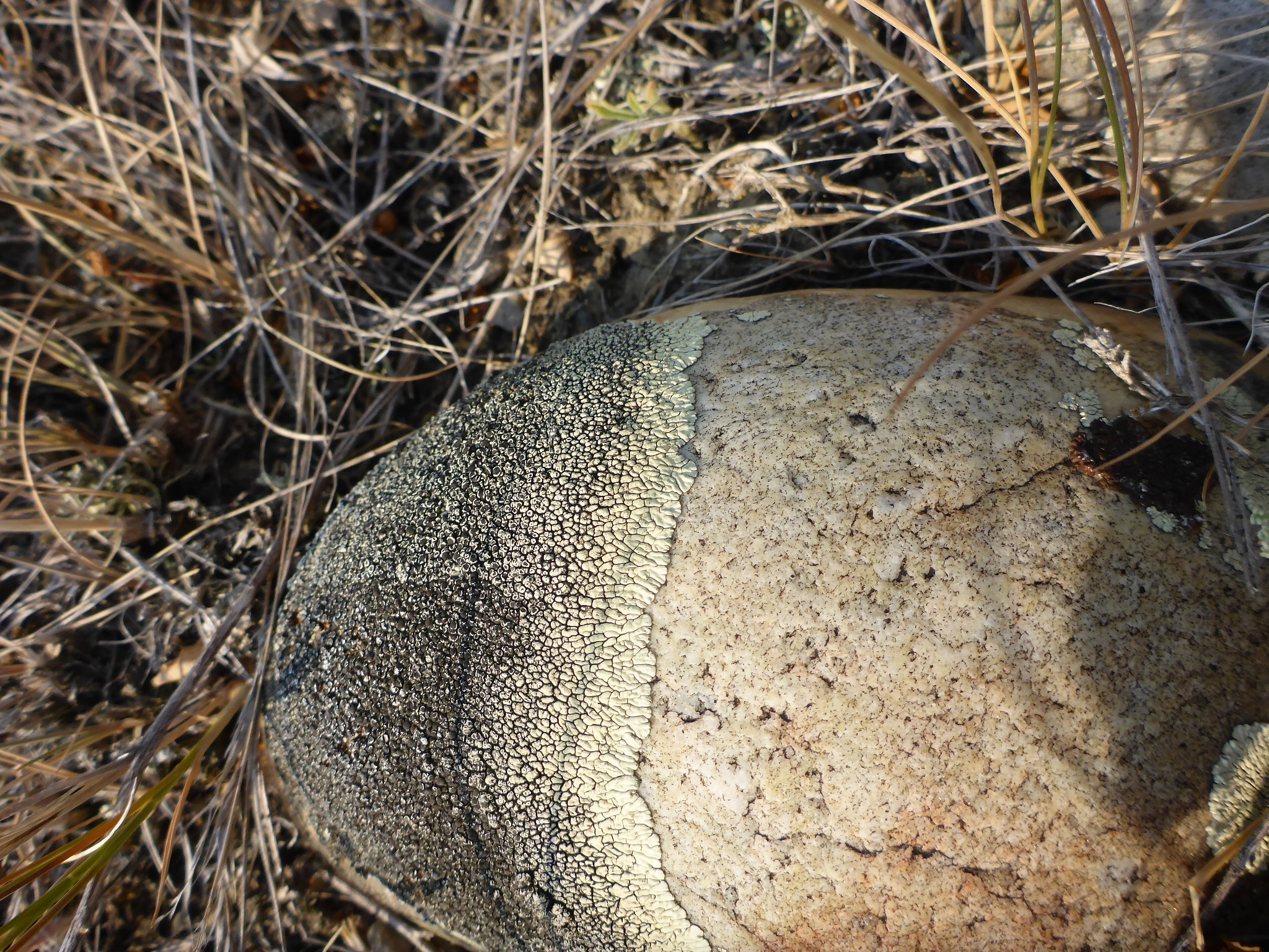 Panasonic Lumix DMC-TS5 (Lumix DMC-FT5) sample photo. Lichen on rock photography