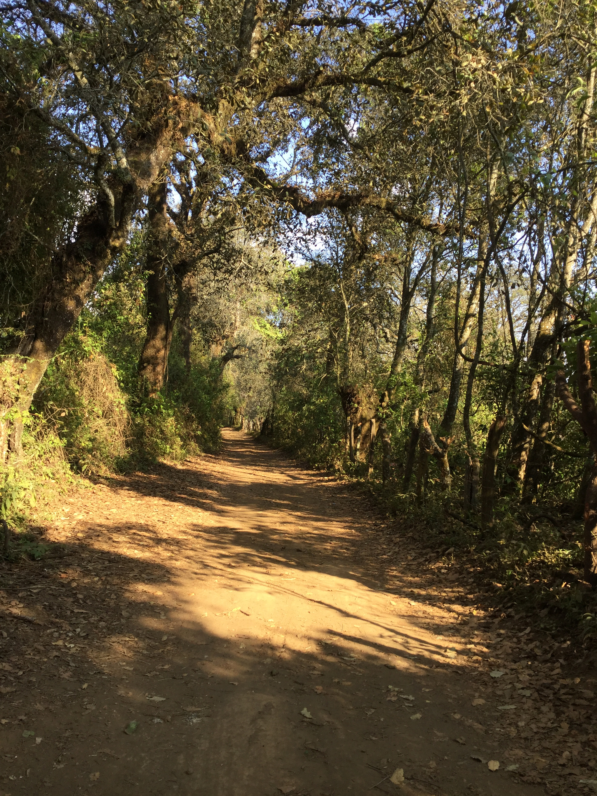 Apple iPad mini 4 sample photo