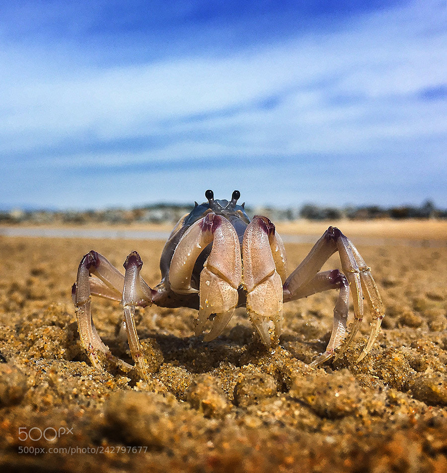 Apple iPhone 6s sample photo. Soldier crab photography