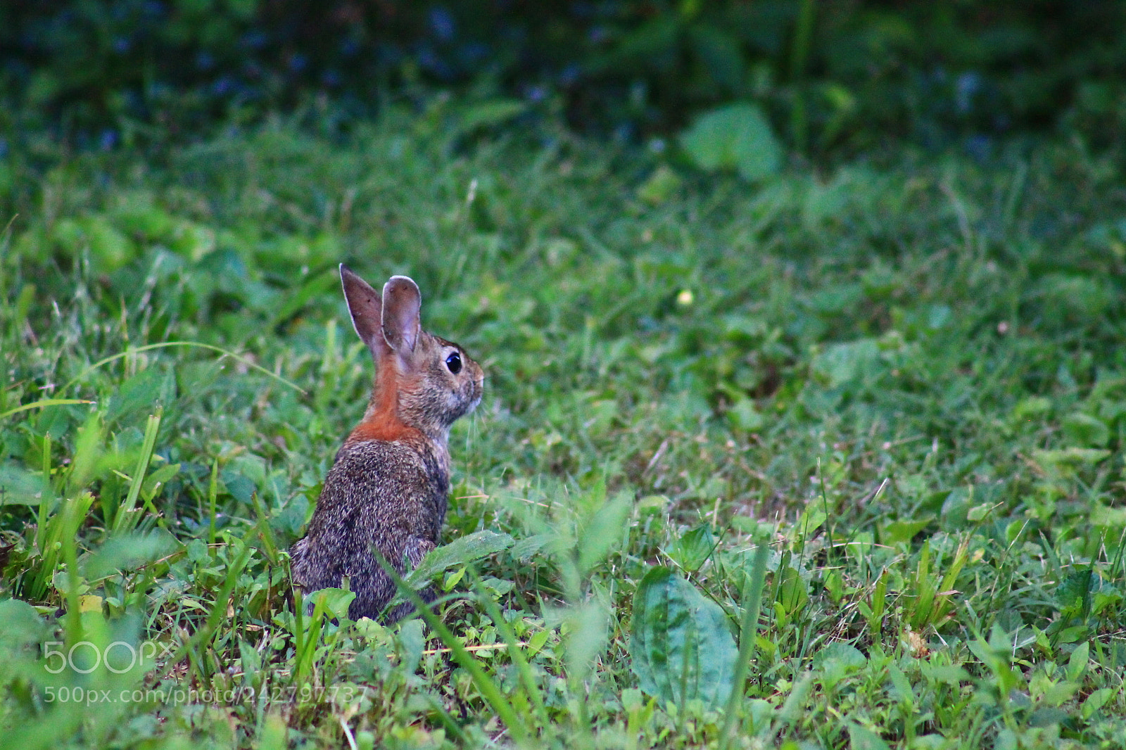 Canon EOS 1100D (EOS Rebel T3 / EOS Kiss X50) + EF75-300mm f/4-5.6 sample photo. Little rabbit photography