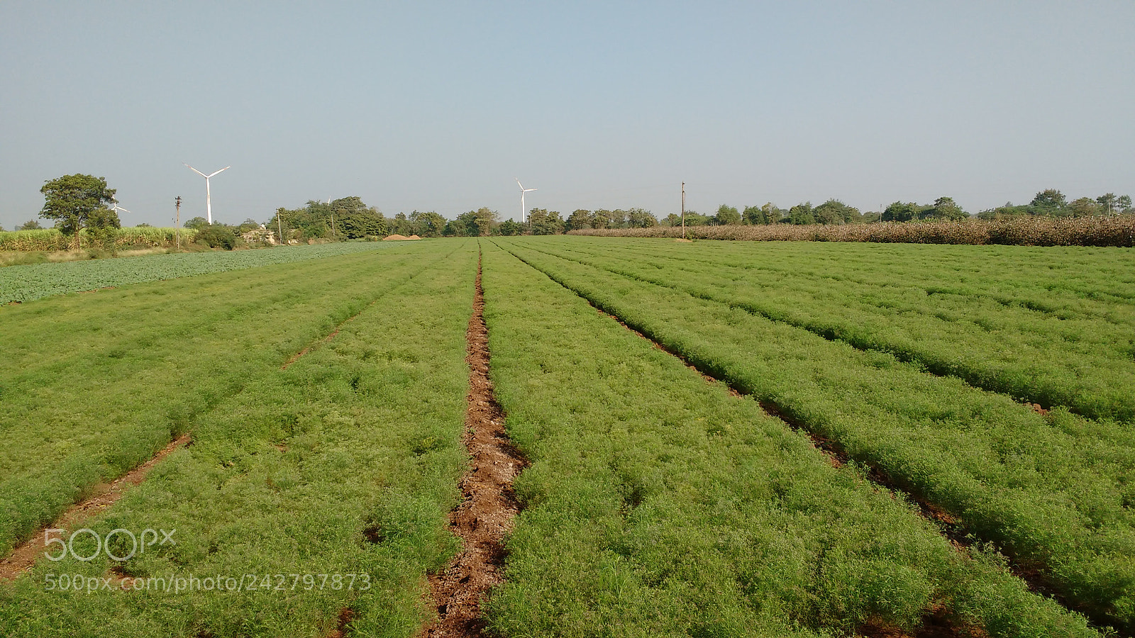 Motorola MotoG3 sample photo. Cumin photography