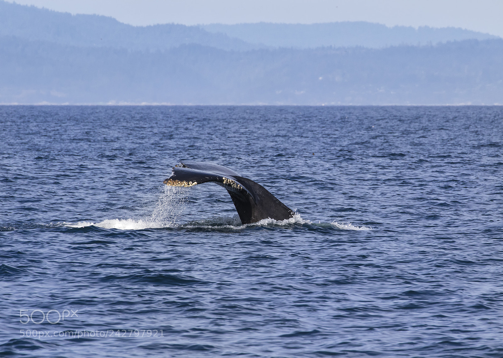 Canon EOS 7D Mark II sample photo. Humpback whale at monterey photography