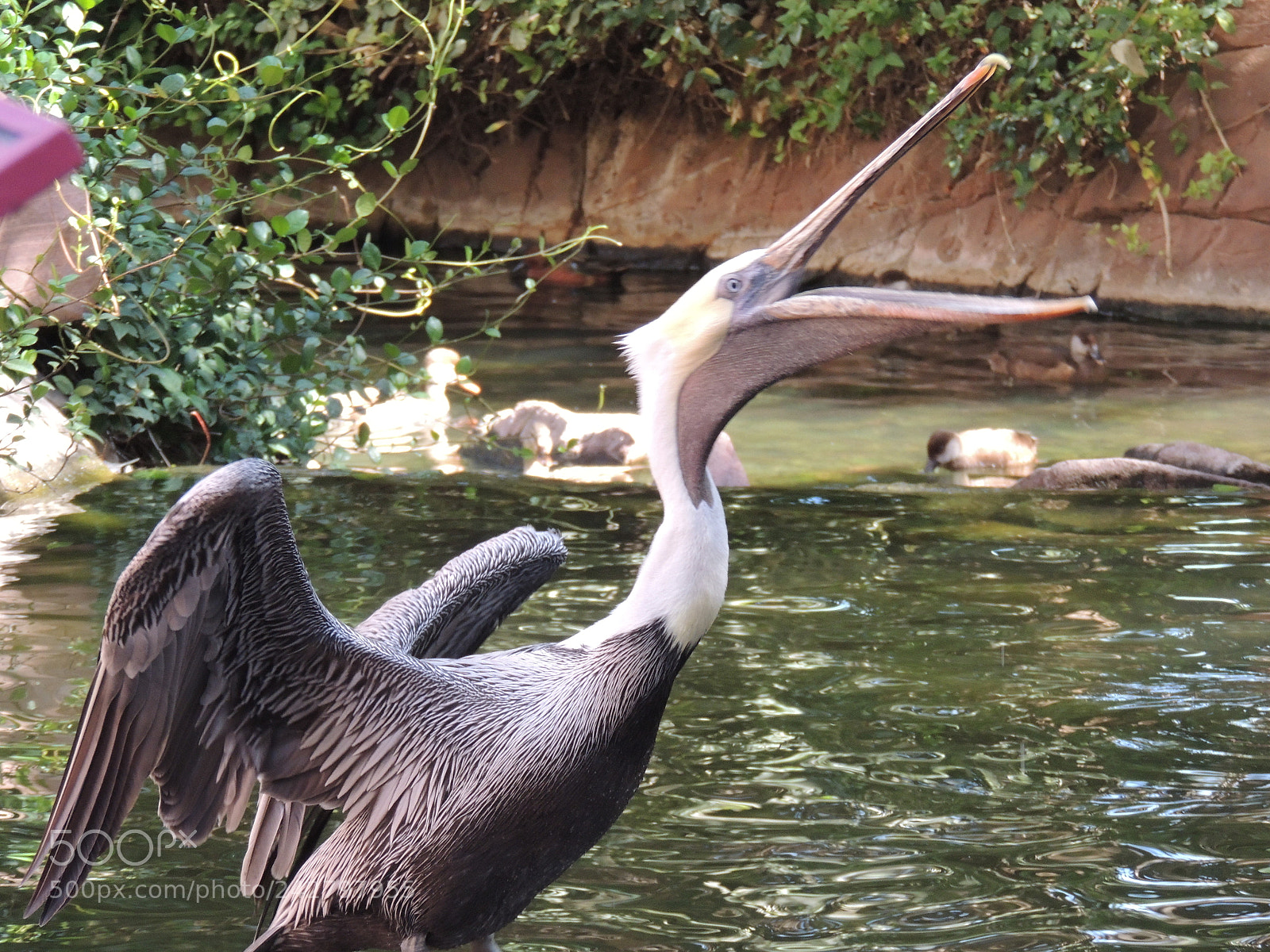 Nikon Coolpix P510 sample photo. Nice to cross paths photography