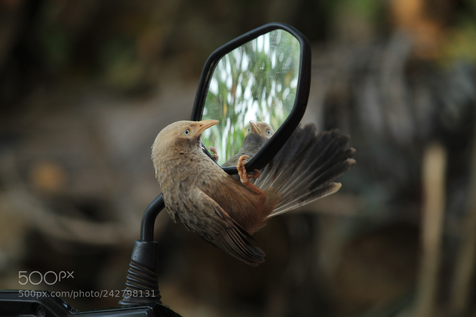 Canon EF-S 55-250mm F4-5.6 IS II sample photo. Eyes photography