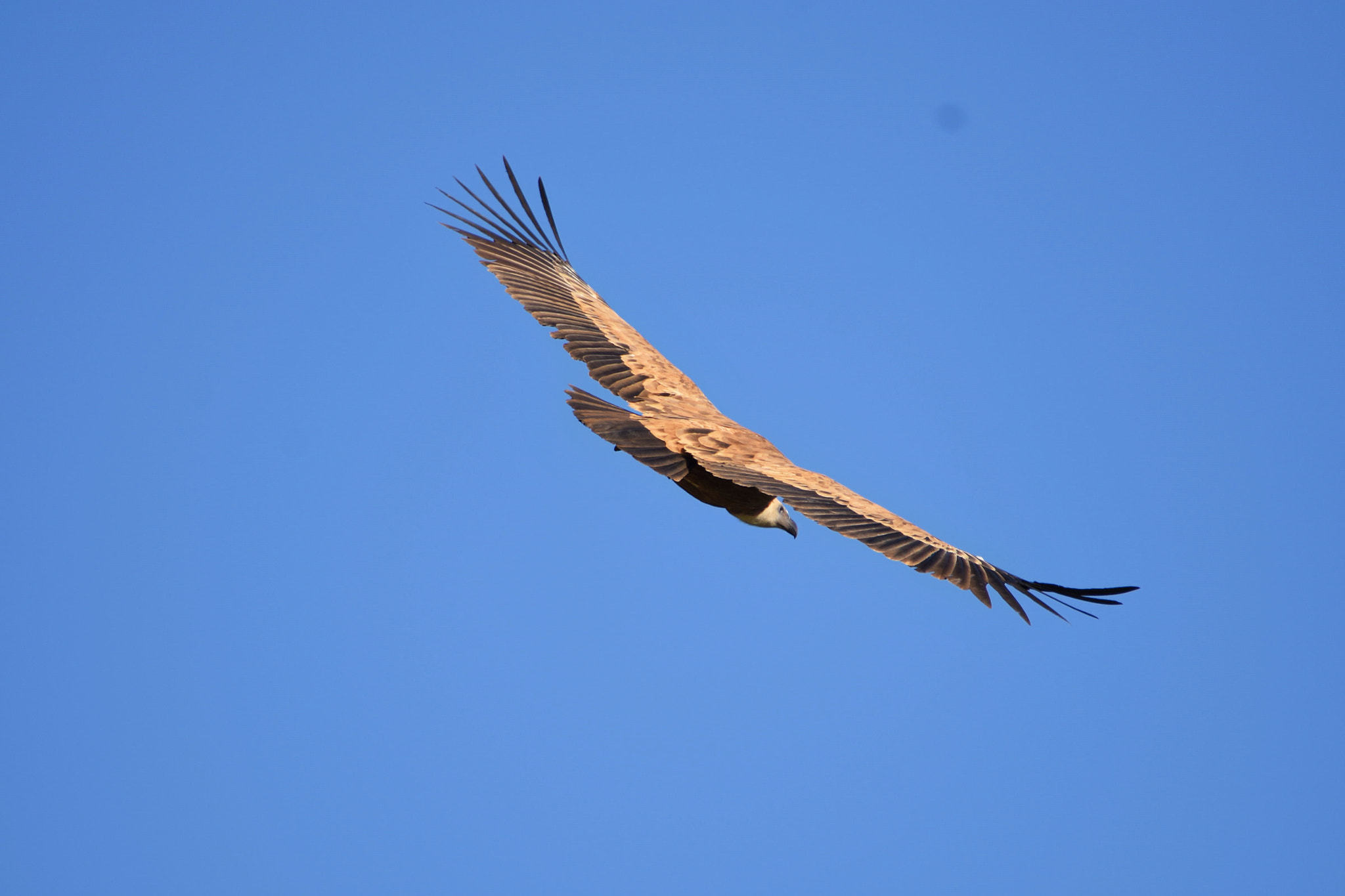 Nikon D7200 sample photo. Dsc photography