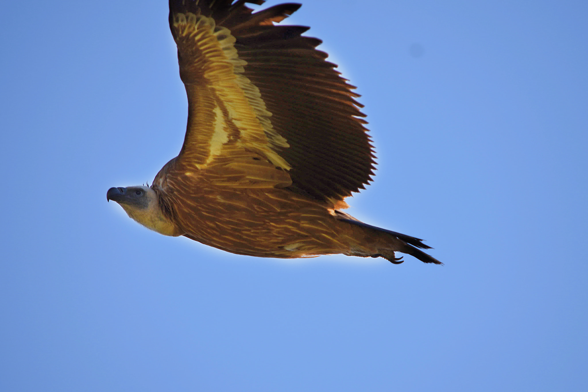 Nikon D7200 sample photo. Dsc photography