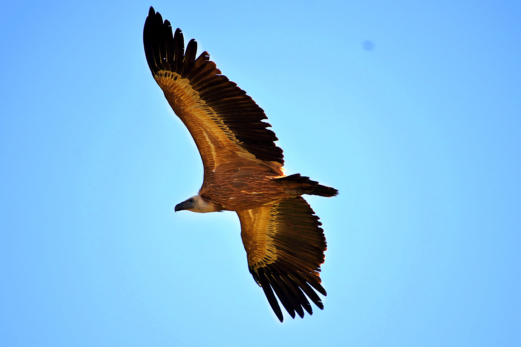 Nikon D7200 sample photo. Dsc photography
