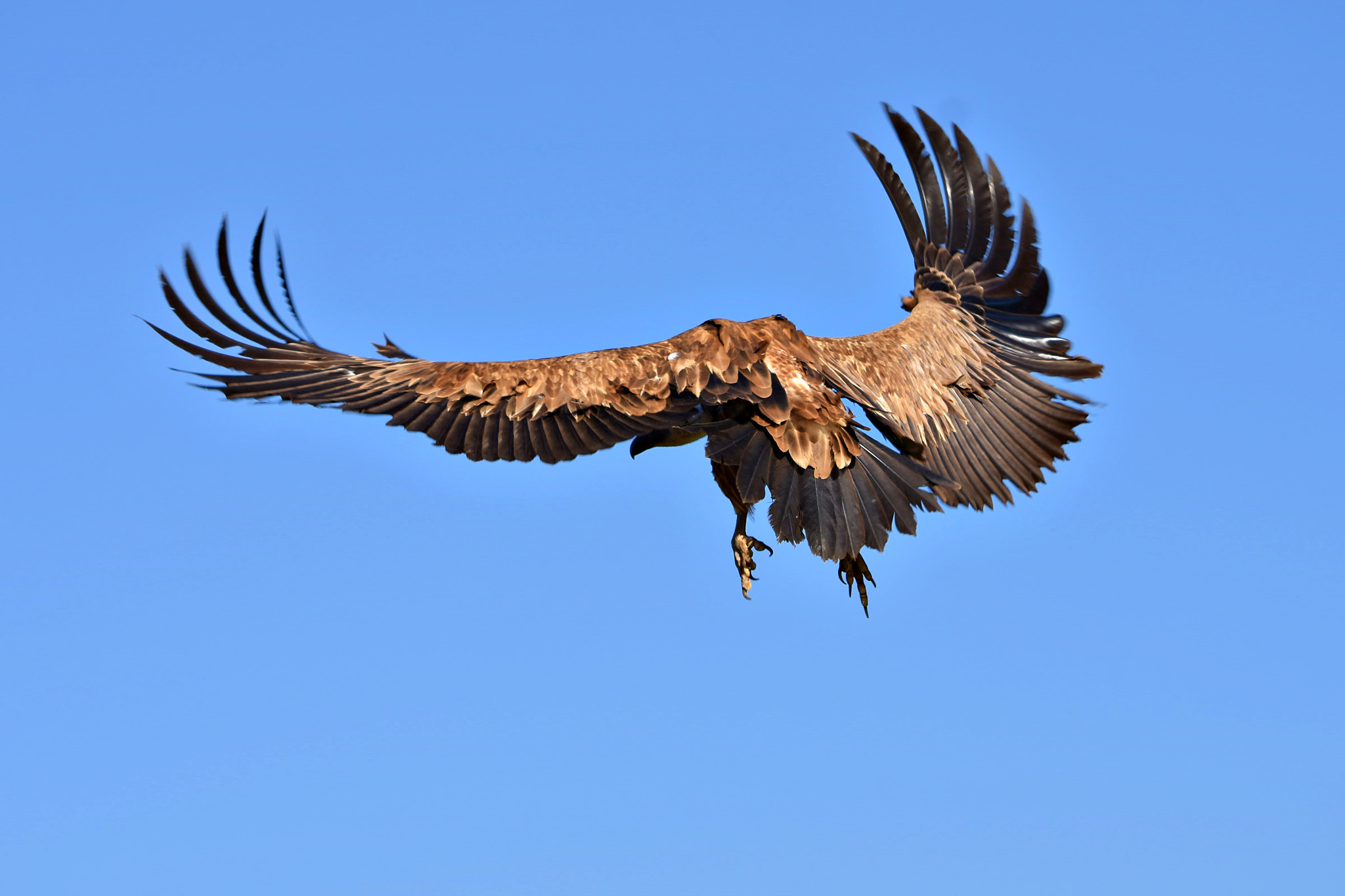 Nikon D7200 sample photo. Dsc photography