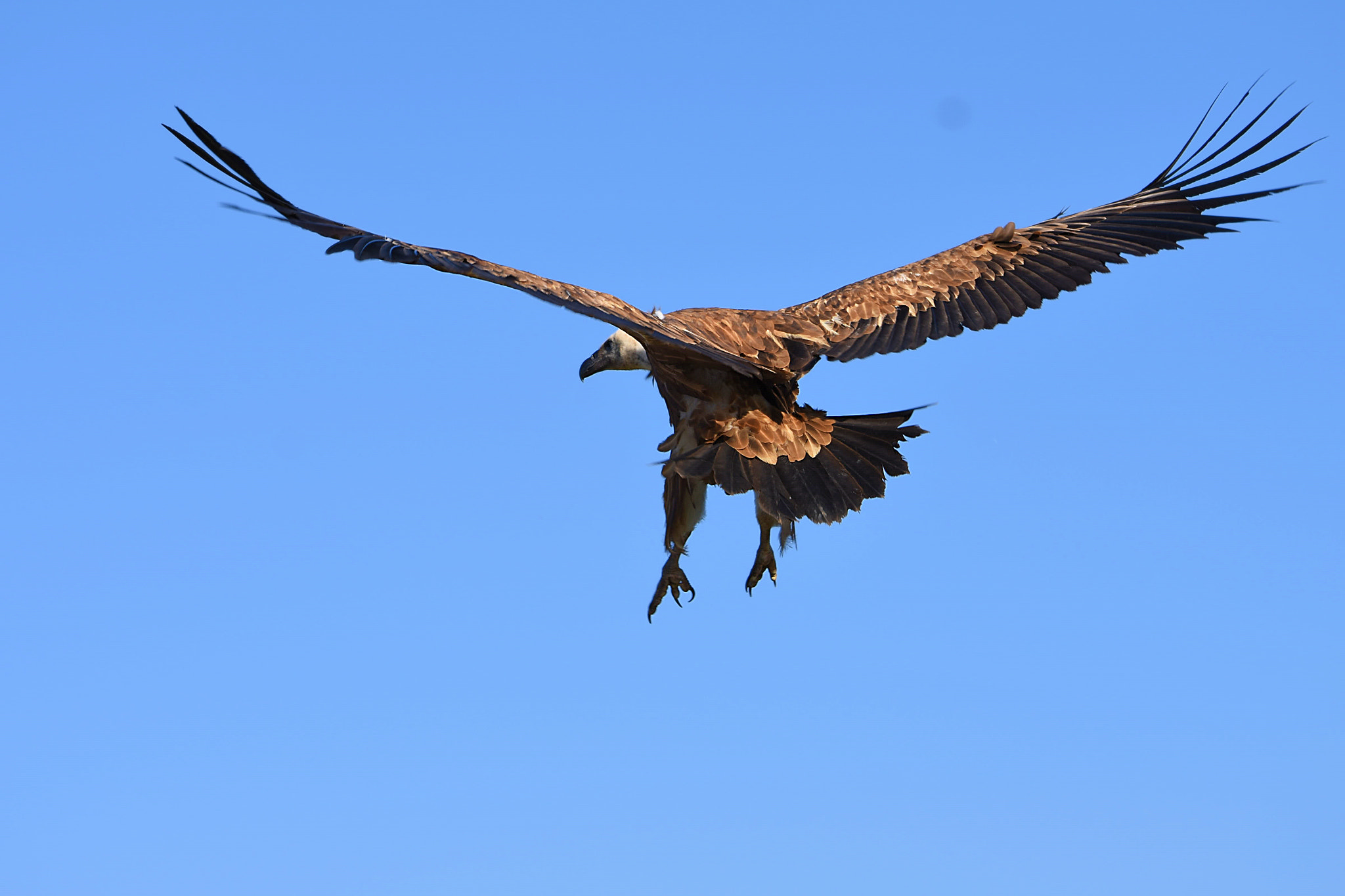 Nikon D7200 sample photo. Dsc photography