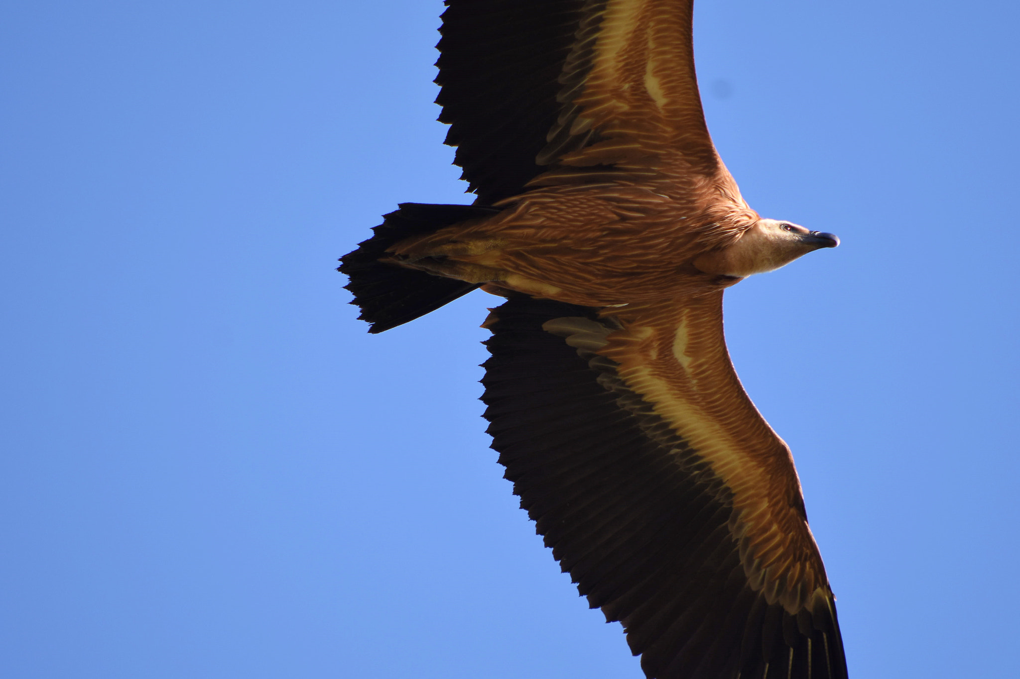 Nikon D7200 sample photo. Dsc photography