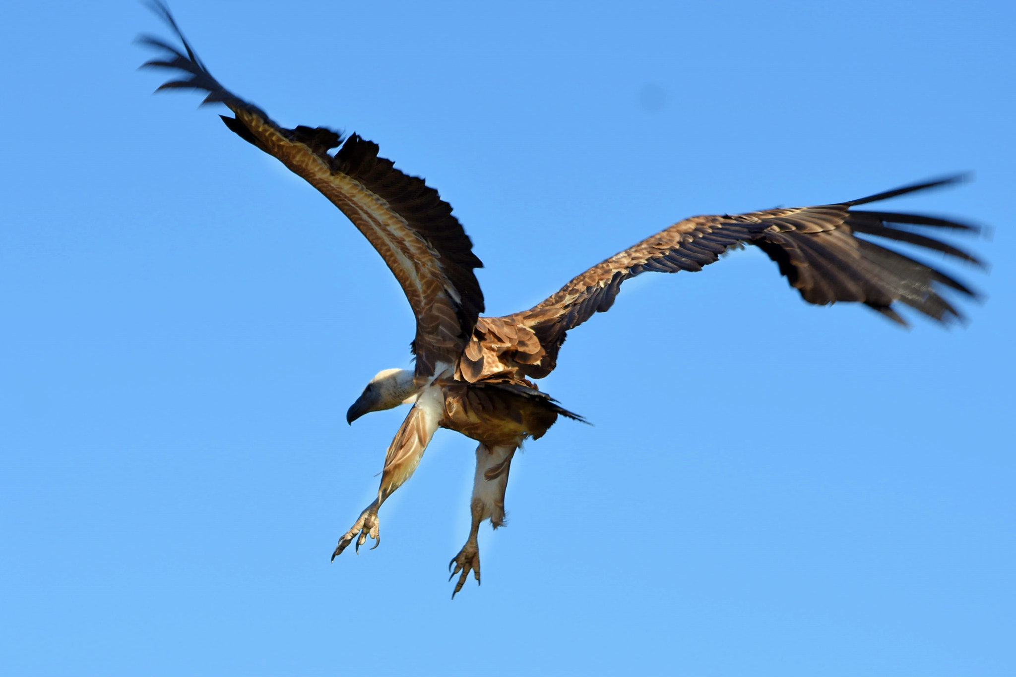 Nikon D7200 sample photo. Crop photography