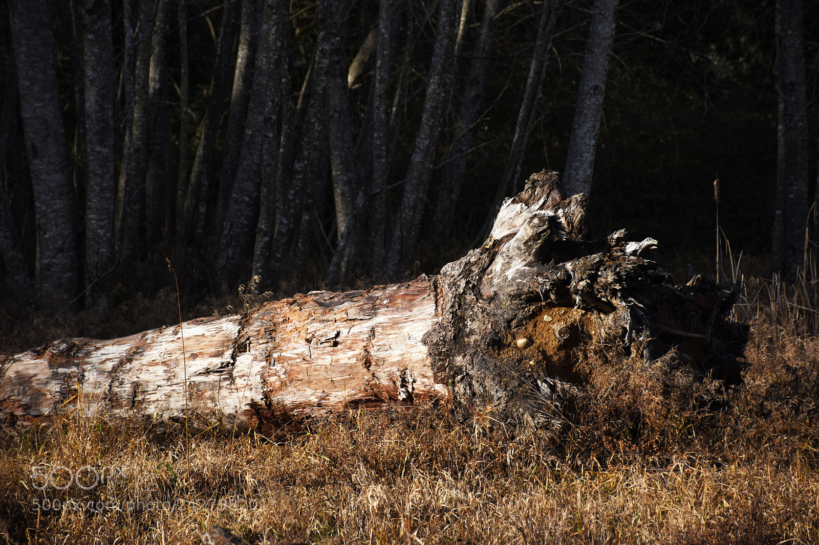 Nikon D5500 sample photo. #2 photography
