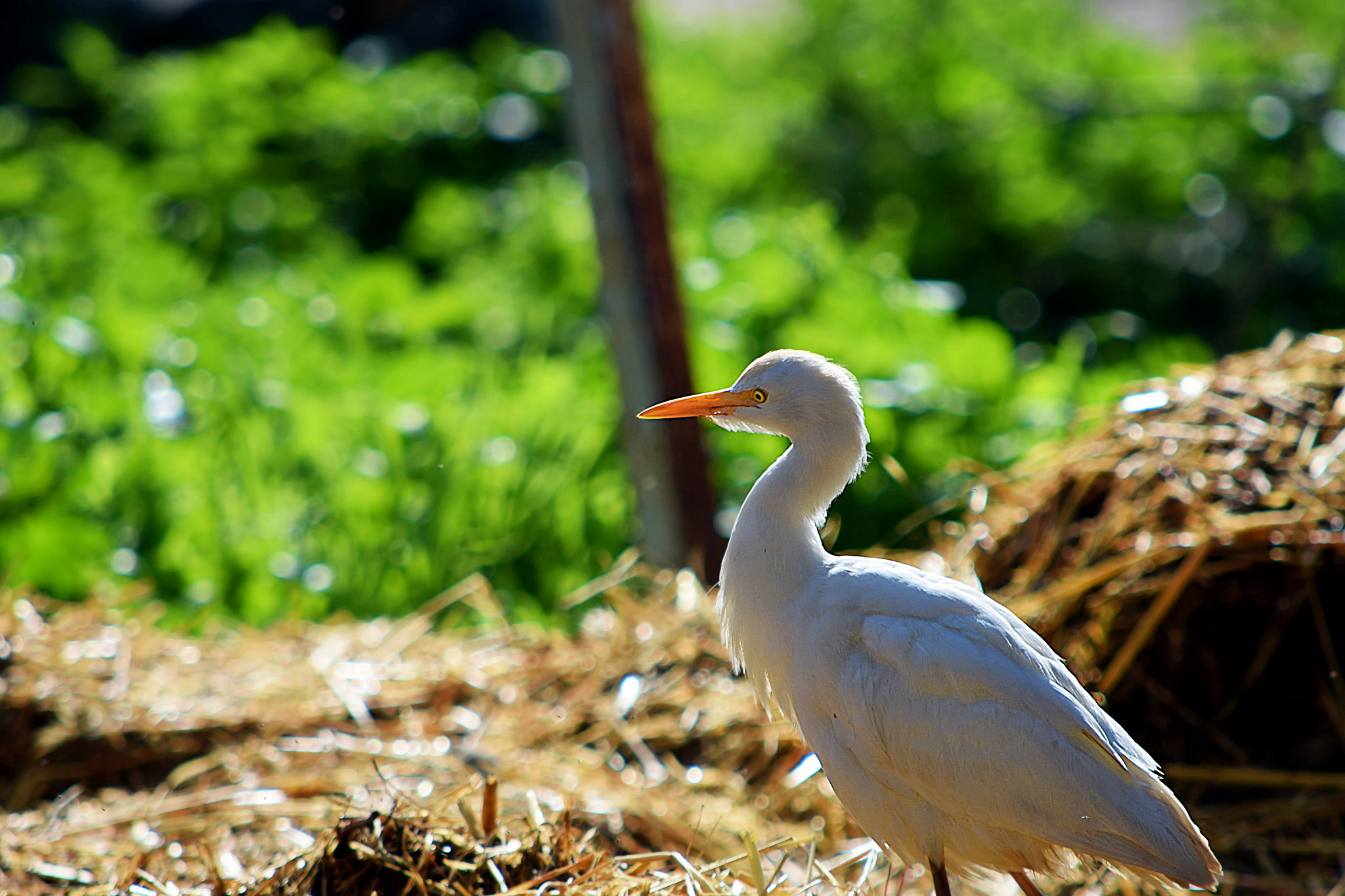 Nikon D7200 sample photo. Dsc photography
