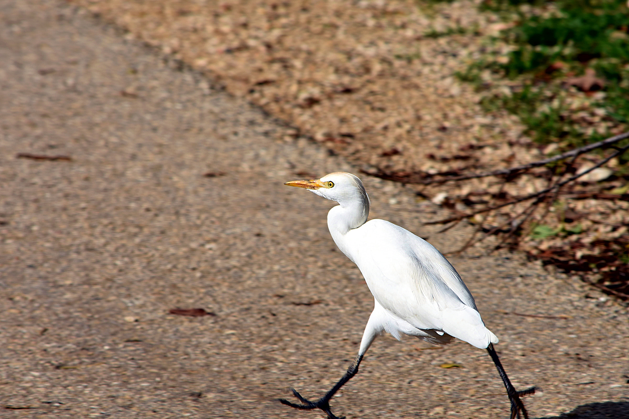 Nikon D7200 sample photo. Dsc photography
