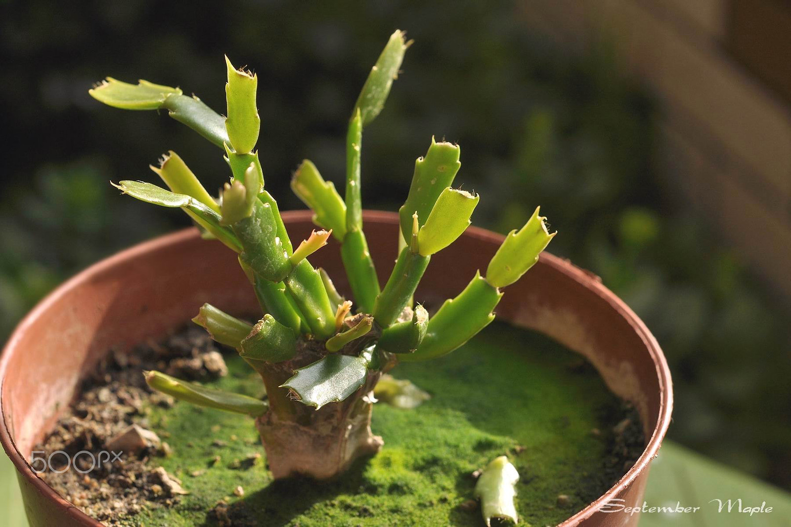 Nikon D90 + Nikon AF Nikkor 50mm F1.8D sample photo. 冬天里的春天 5 photography