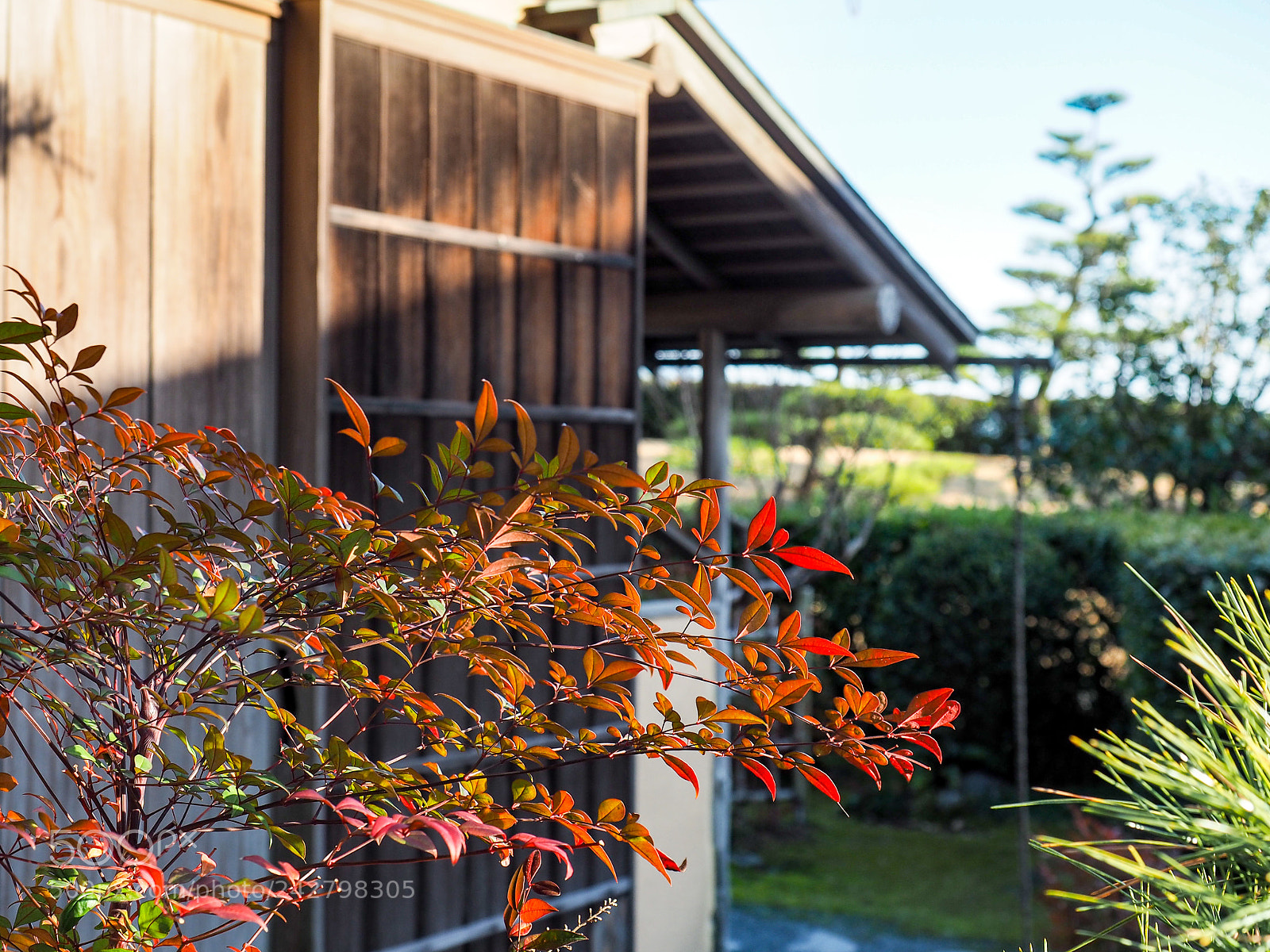 Olympus OM-D E-M5 II sample photo. Japanese garden photography