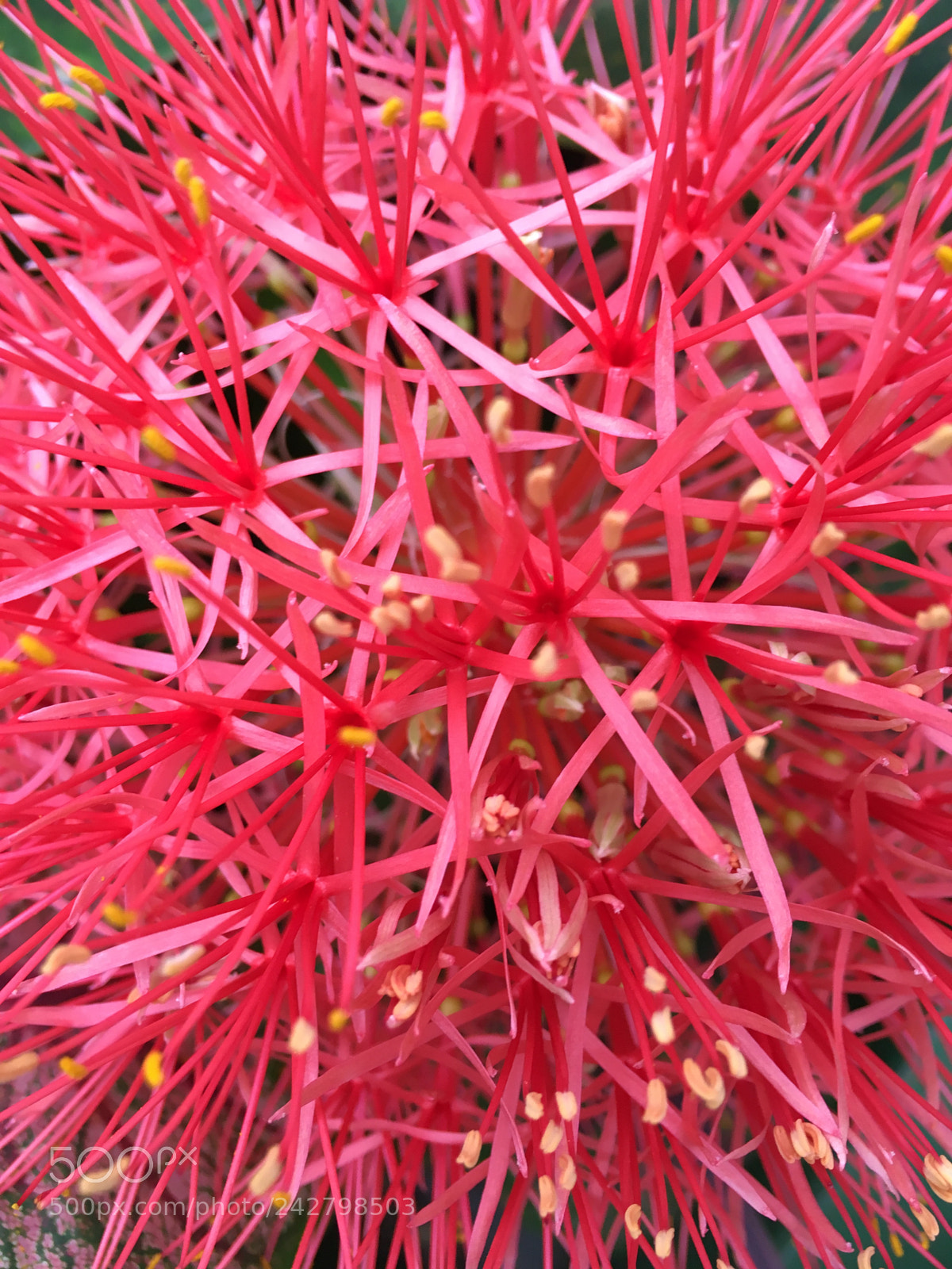 Apple iPhone SE sample photo. Untitled photography