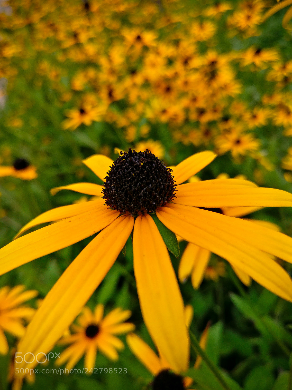 OnePlus A3003 sample photo. Black eyed susan photography