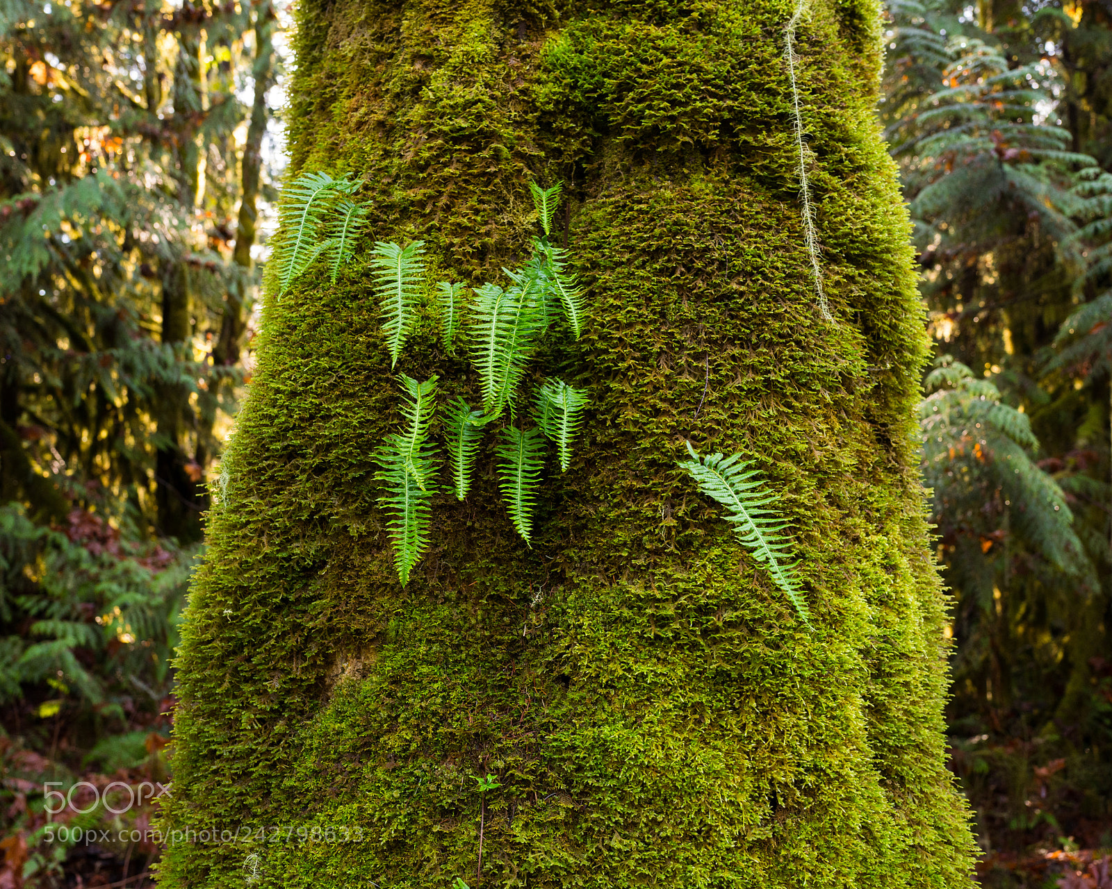Leica Q (Typ 116) sample photo. Mossy tree trunk photography