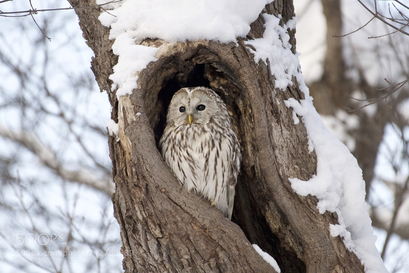 Nikon D5 sample photo. A small god owl photography