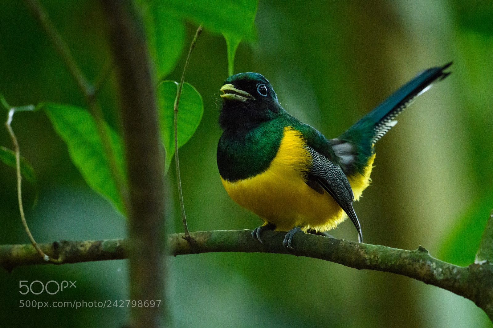 Nikon D850 sample photo. Black throated trogon calling photography