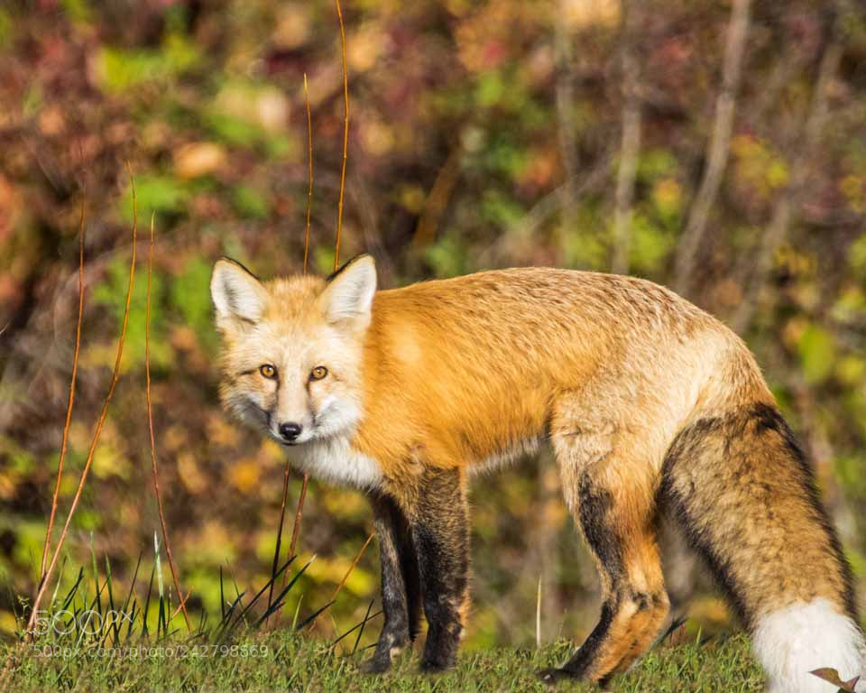 Canon EOS 7D Mark II sample photo. Fox photography