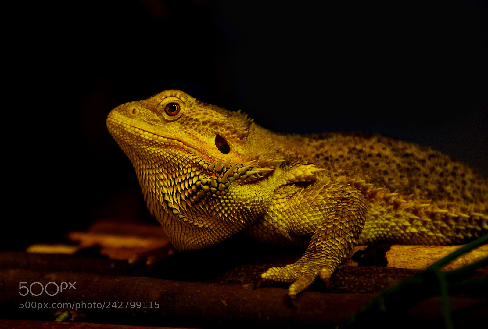 Pentax K-50 sample photo. L'empereur photography