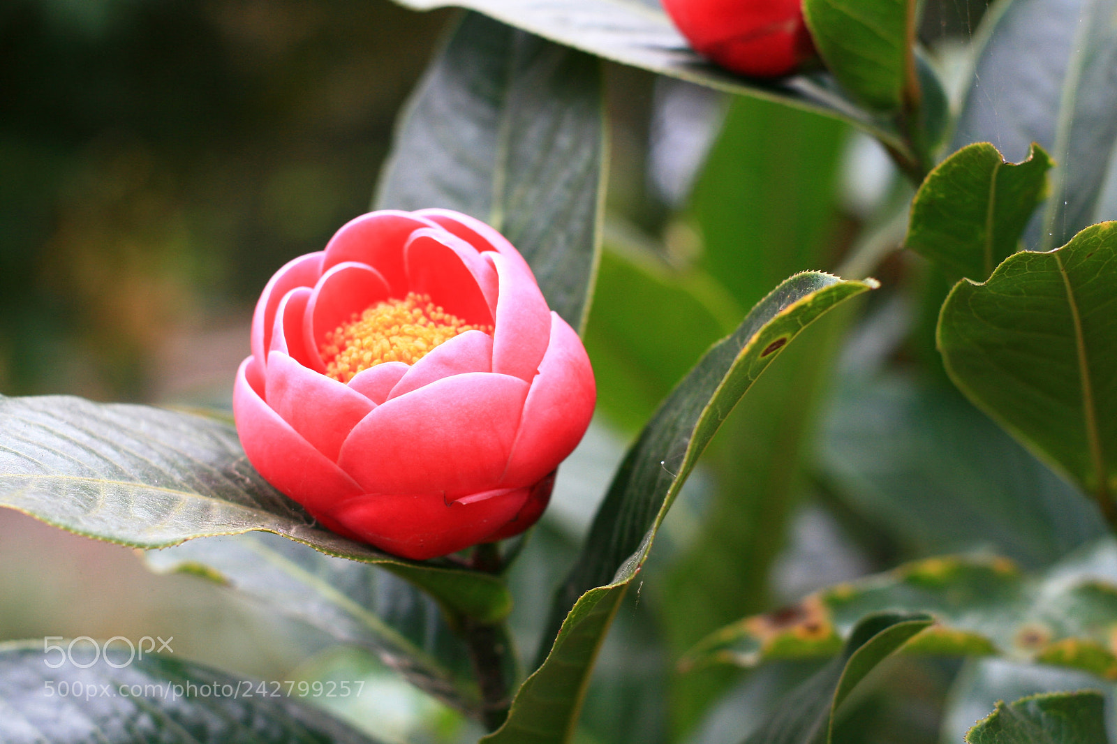 Canon EOS 400D (EOS Digital Rebel XTi / EOS Kiss Digital X) sample photo. Camellia flower photography