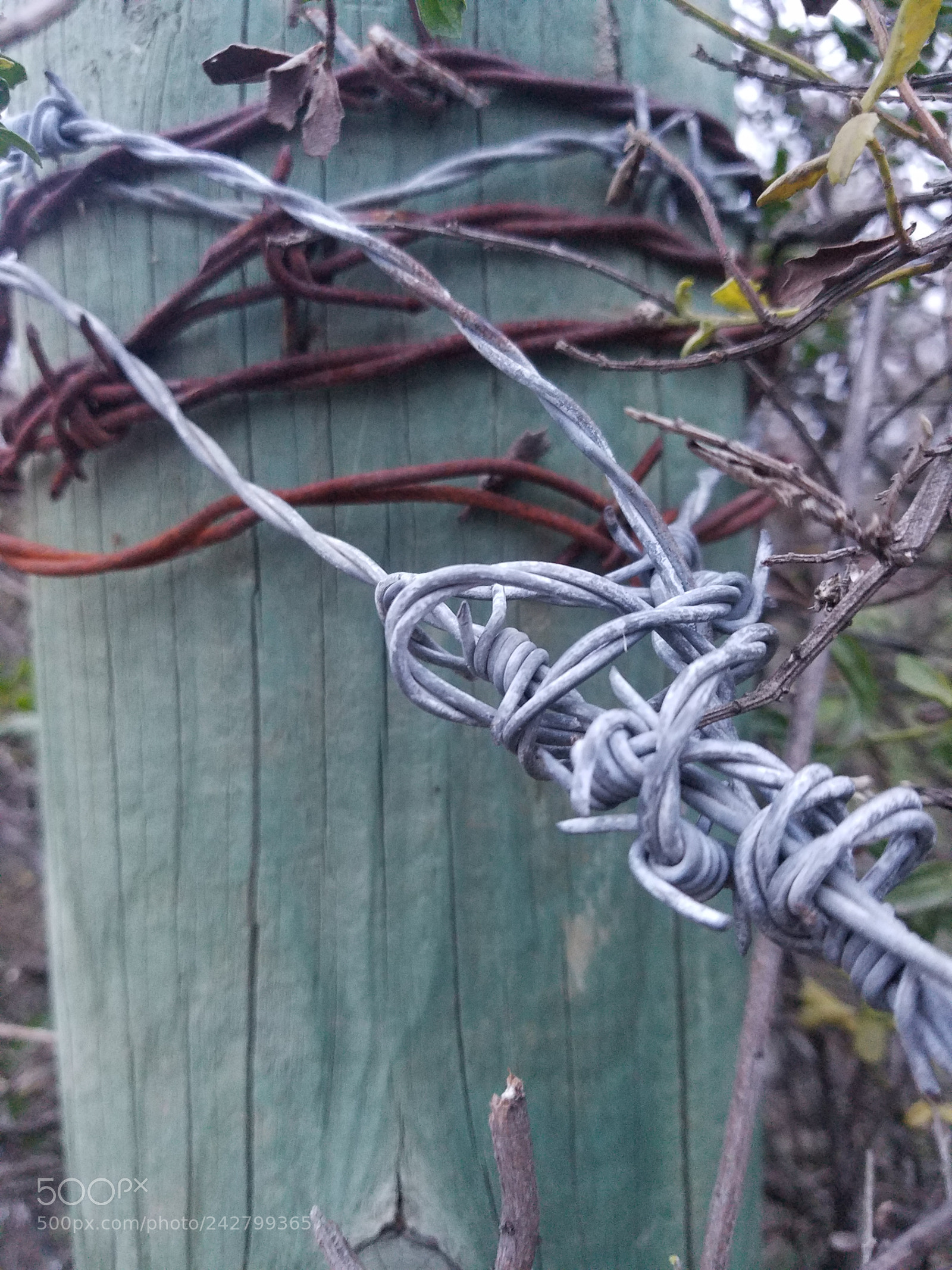Samsung Galaxy S7 sample photo. Coil photography