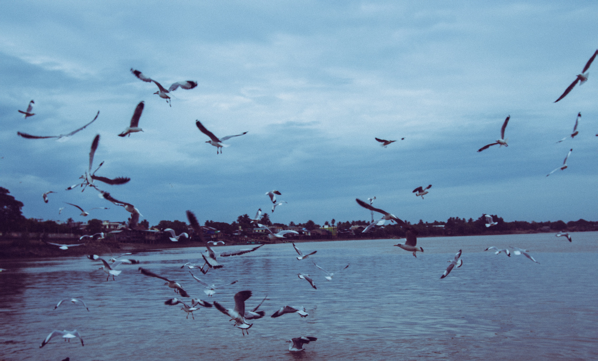 YI TECHNOLOGY M1 sample photo. Birds photography