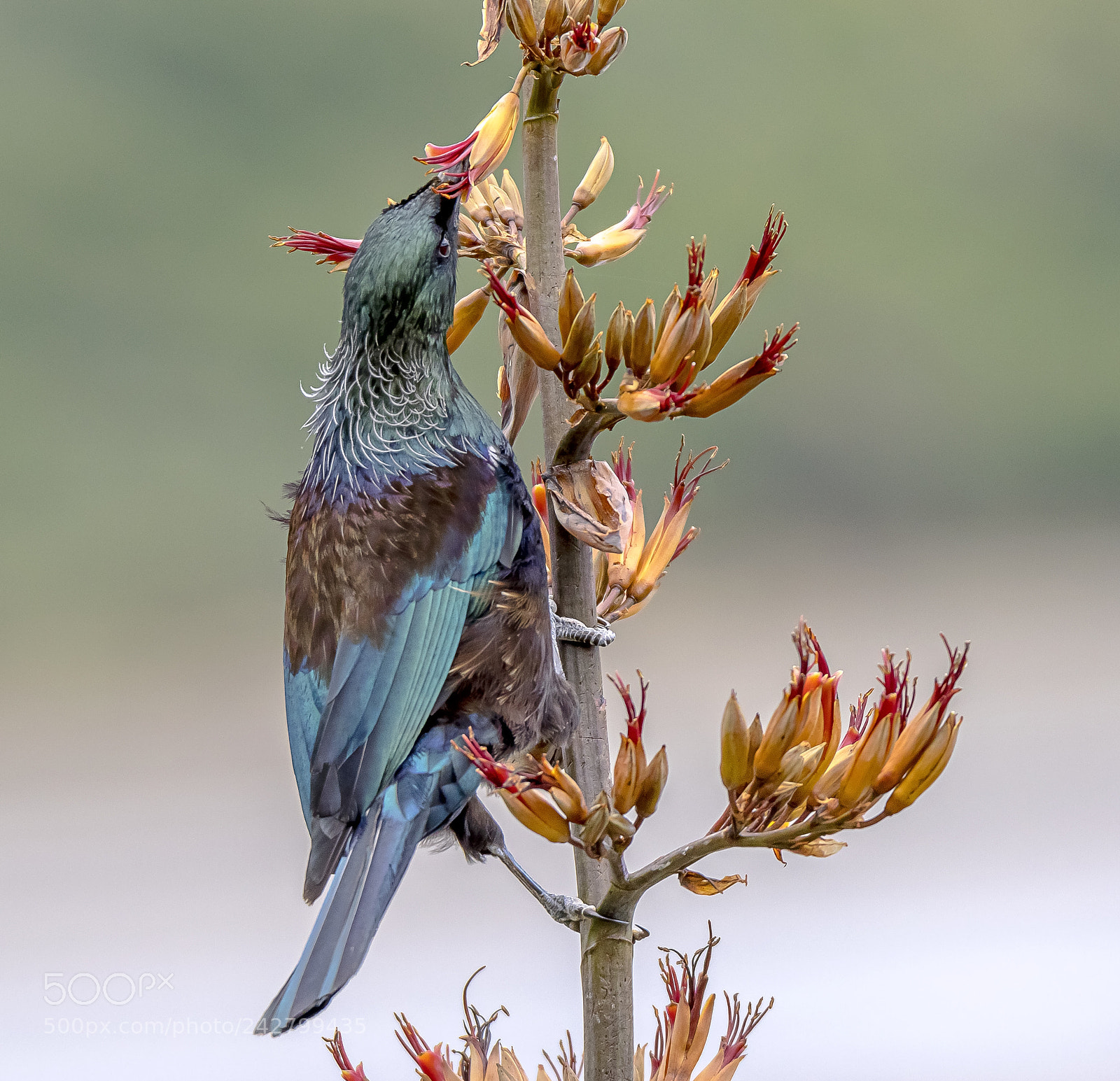 Canon EOS 7D Mark II sample photo. New zealand native tui photography