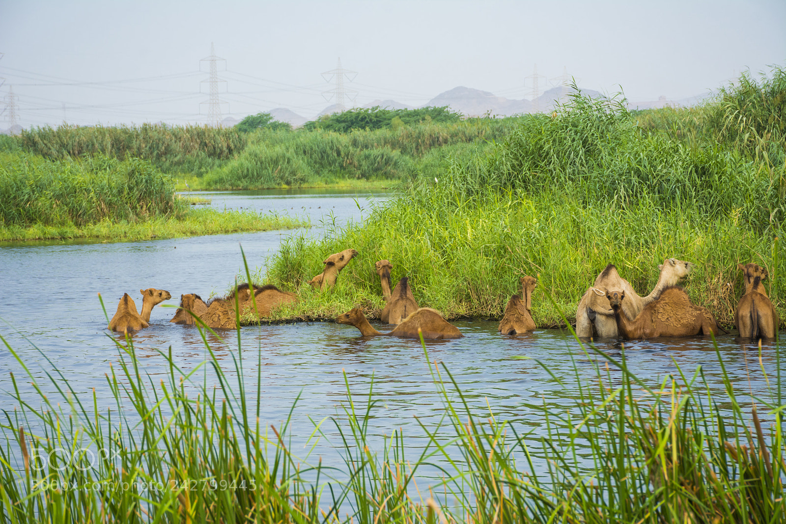 Nikon D7100 sample photo. Camels photography