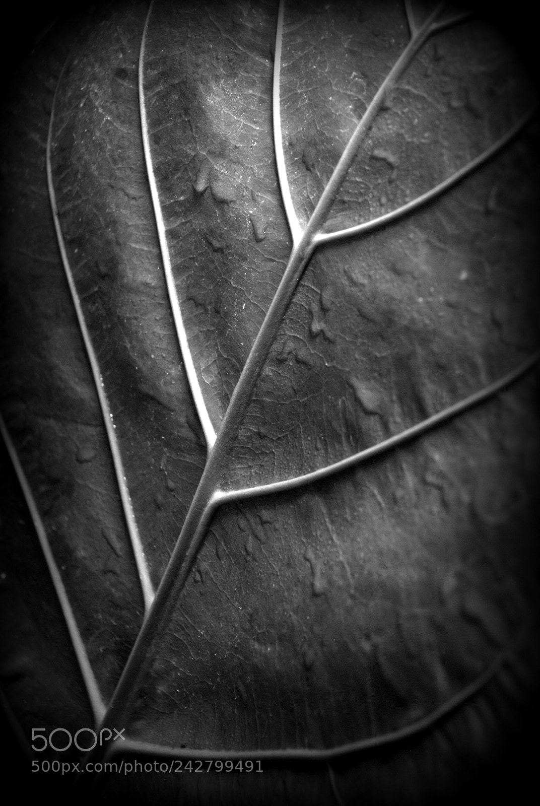 Nikon D3000 sample photo. Anthurium nidus photography