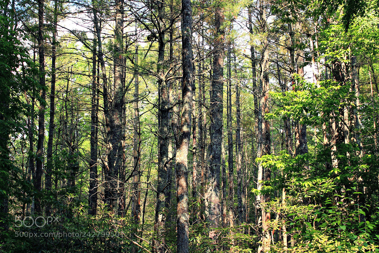 Canon EOS 1100D (EOS Rebel T3 / EOS Kiss X50) sample photo. Forest photography