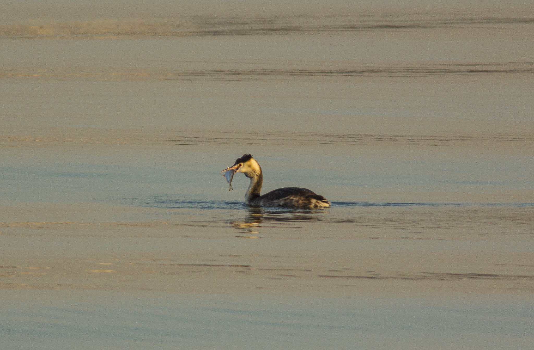 Canon EOS 650D (EOS Rebel T4i / EOS Kiss X6i) sample photo. Last catch before sunset photography
