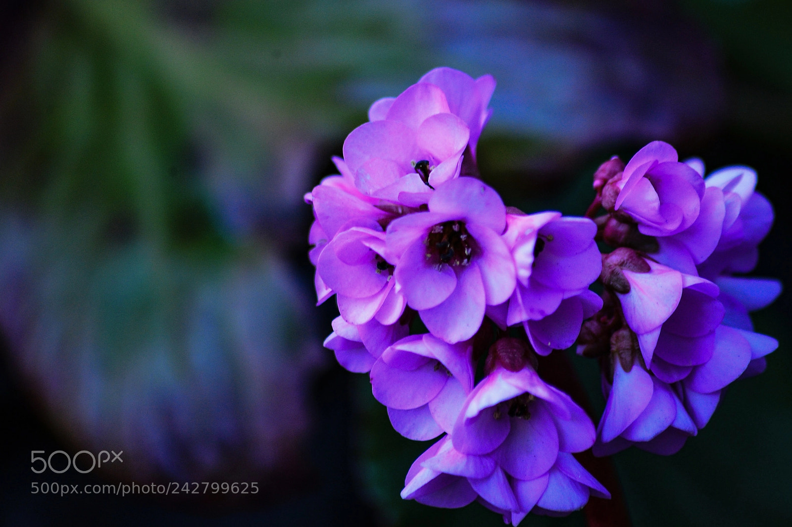 Nikon Df sample photo. Wild flower photography