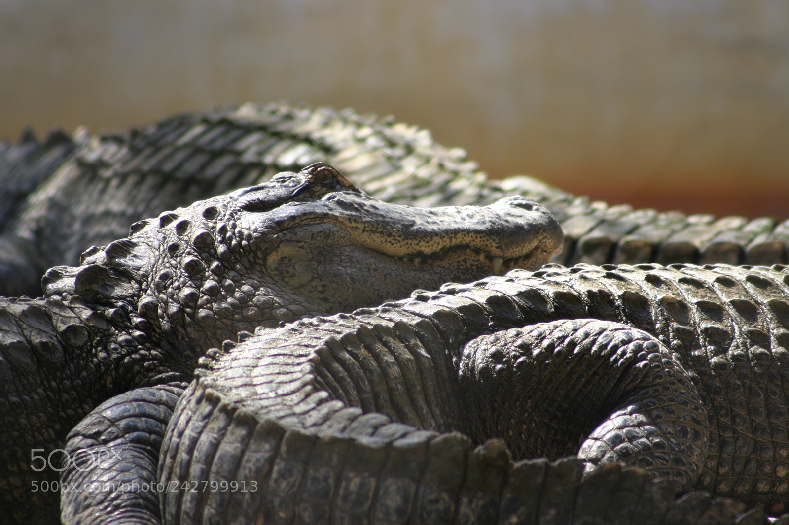 Canon EOS 10D sample photo. Alligators basking in the photography